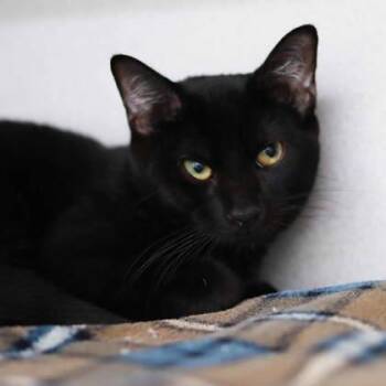 Louis -  Domestic Short Hair Cat for Adoption in Atlanta, Georgia - Louis | PetCurious