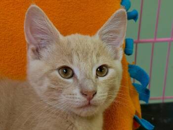 Leopold -  Domestic Short Hair Cat for Adoption in Westfield, New York - Leopold | PetCurious