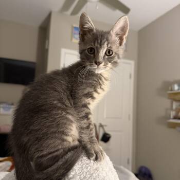 Rescue Domestic Short Hair Cats for Adoption in Tallahassee, Florida - Fiyero | PetCurious