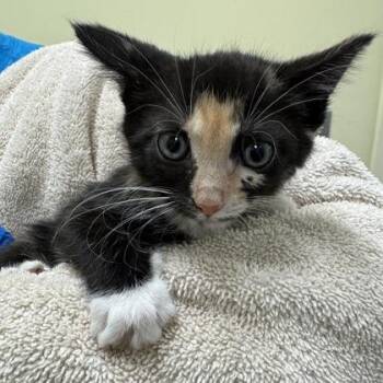 Ms. Jackson -  Domestic Short Hair Cat for Adoption in Richmond, Virginia - Ms. Jackson | PetCurious