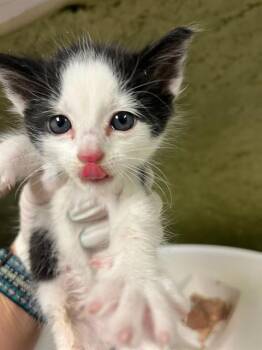 MOUSE -  Domestic Short Hair Cat for Adoption in Riverside, California - MOUSE | PetCurious
