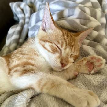 Rudy -  Domestic Short Hair Cat for Adoption in Houston, Texas - Rudy | PetCurious