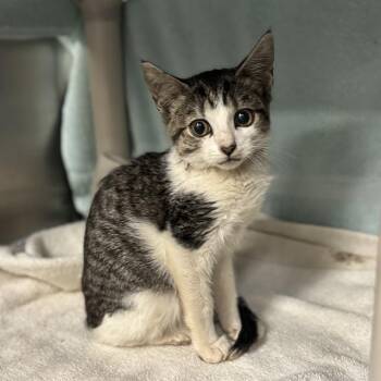 SPIKE -  Domestic Short Hair Cat for Adoption - SPIKE | PetCurious