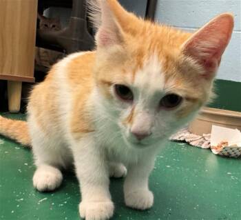 Domestic Short Hair Cats Available for Adoption in Peoria, Illinois - SCRUNT | PetCurious