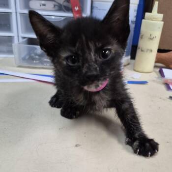 Madonna -  Domestic Short Hair Cat for Adoption in Ardmore, Oklahoma - Madonna | PetCurious