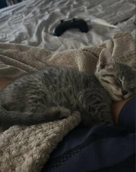 HARRY -  Domestic Short Hair Cat for Adoption in Charlotte, North Carolina - HARRY | PetCurious