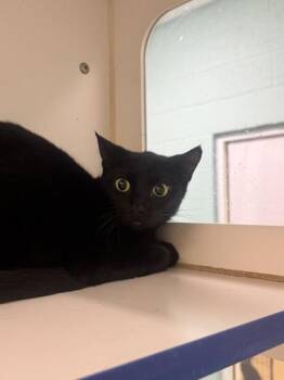 Sparkle -  Domestic Short Hair Cat for Adoption in Vero Beach, Florida - Sparkle | PetCurious