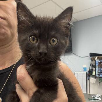 Domestic Short Hair Cats Available for Adoption in Washington, District Of Columbia - Doodle | PetCurious