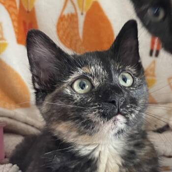Aventura -  Domestic Short Hair Cat for Adoption in Chicago, Illinois - Aventura | PetCurious