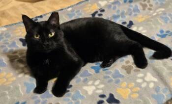 Rescue American Shorthair Cats for Adoption in Oconomowoc, Wisconsin - Bear | PetCurious