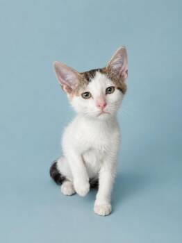 Tawny -  Domestic Short Hair Cat for Adoption in Detroit, Michigan - Tawny | PetCurious
