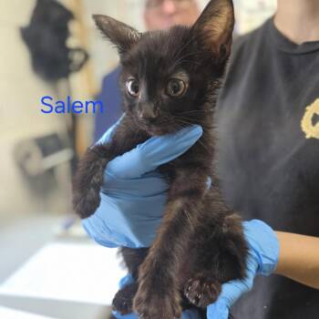 Salem -  Domestic Short Hair Cat for Adoption in Windsor, Virginia - Salem | PetCurious