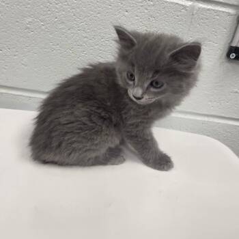 Misty -  Domestic Long Hair Cat for Adoption in Chattanooga, Tennessee - Misty | PetCurious