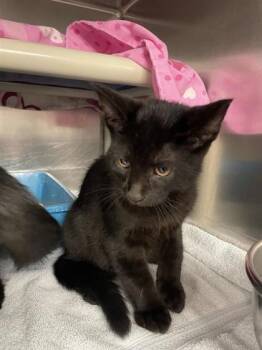 Munchkin (pas de patte blanche) -  Domestic Short Hair Cat for Adoption in Montreal, Quebec - Munchkin (pas De Patte Blanche) | PetCurious