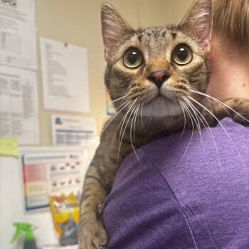 Emerson -  Domestic Short Hair Cat for Adoption in Tulsa, Oklahoma - Emerson | PetCurious