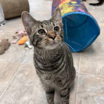 Tad -  Tabby Cat for Adoption in Grand Rapids, Michigan - Tad | PetCurious