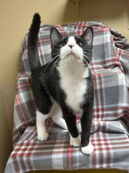 Rescue Domestic Short Hair Cats for Adoption in Maryville, Missouri - Purrminator | PetCurious