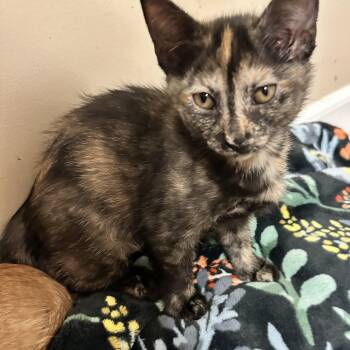 Jellycat -  Domestic Short Hair Cat for Adoption in East Lansing, Michigan - Jellycat | PetCurious