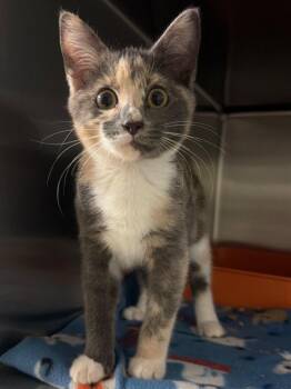 Geometry (Petsmart) -  Domestic Short Hair Cat for Adoption in Ocala, Florida - Geometry (Petsmart) | PetCurious