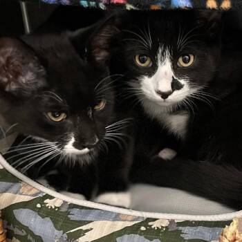 Rescue Domestic Short Hair Cats for Adoption in Spring Brook, New York - Paulie And AJ | PetCurious