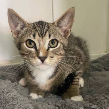 Rescue Domestic Short Hair Cats for Adoption in Cambria, California - Calvin | PetCurious