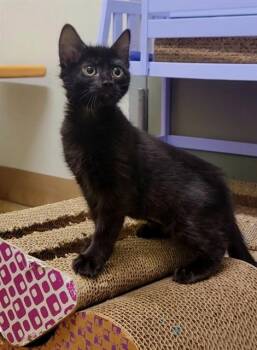 SINGE -  Domestic Short Hair Cat for Adoption in St. Peters, Missouri - SINGE | PetCurious