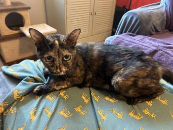 Tawny -  Domestic Short Hair Cat for Adoption in Austin, Texas - Tawny | PetCurious