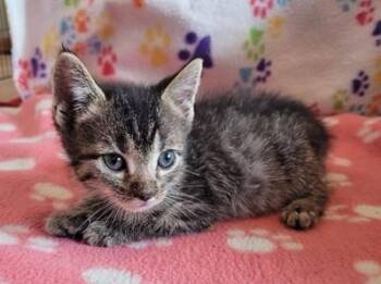 Domestic Short Hair Cats Available for Adoption in Pueblo, Colorado - RUDY | PetCurious