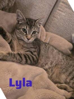 American Shorthair Cats Available for Adoption - Lyla | PetCurious