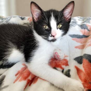 Jackson -  Domestic Short Hair Cat for Adoption in Herrin, Illinois - Jackson | PetCurious