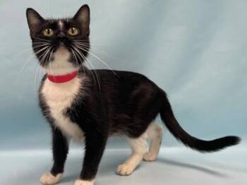 Bingo -  Domestic Short Hair Cat for Adoption in Minneapolis, Minnesota - Bingo | PetCurious