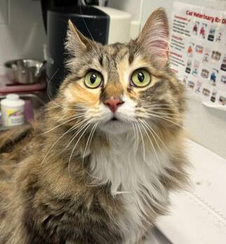 Winnifred -  Domestic Long Hair Cat for Adoption in Golden, Colorado - Winnifred | PetCurious