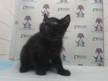 POSEIDON -  Domestic Short Hair Cat for Adoption in Orlando, Florida - POSEIDON | PetCurious