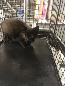 Domestic Short Hair Cats Available for Adoption in Conroe, Texas - A428476 | PetCurious
