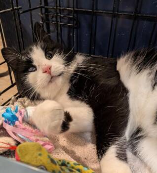 Domino -  Domestic Short Hair Cat for Adoption in Hamilton, Ontario - Domino | PetCurious