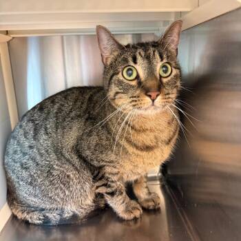 Carlos -  Domestic Short Hair Cat for Adoption in Norman, Oklahoma - Carlos | PetCurious