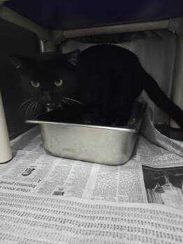 Rescue Domestic Short Hair Cats for Adoption in Evansville, Indiana - Midnight | PetCurious