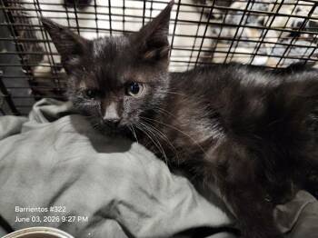 MADDIE -  Domestic Short Hair Cat Available for Adoption in San Antonio, Texas - MADDIE | PetCurious