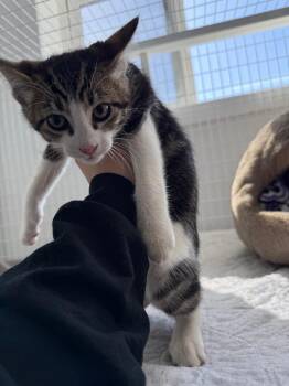Jasper -  Domestic Short Hair Cat Available for Adoption in Brookings, Oregon - Jasper | PetCurious