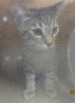 A478038 -  Domestic Short Hair Cat for Adoption in Oklahoma City, Oklahoma - A478038 | PetCurious