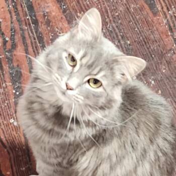 Domestic Medium Hair Cats Available for Adoption - Violet | PetCurious