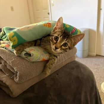 Milly -  Domestic Short Hair Cat for Adoption in Layton, Utah - Milly | PetCurious