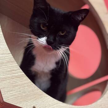 Rescue Domestic Short Hair Cats for Adoption in Granville, Ohio - Marva | PetCurious