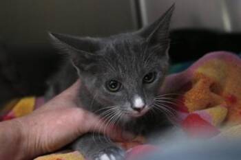 Concrete Mixer -  Domestic Short Hair Cat for Adoption in Brunswick, Georgia - Concrete Mixer | PetCurious