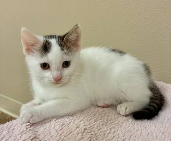 Domestic Short Hair Cats Available for Adoption in Fort Lupton, Colorado - Easter Lily | PetCurious
