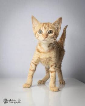 Nesta -  Domestic Short Hair Cat for Adoption in Maryville, Tennessee - Nesta | PetCurious