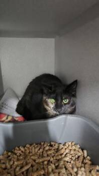 Catalytic Converter -  Domestic Short Hair Cat for Adoption in Sacramento, California - Catalytic Converter | PetCurious