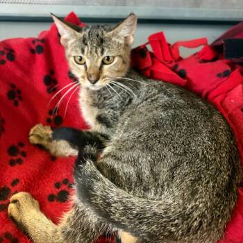 Bonita -  Domestic Short Hair Cat for Adoption in Sarasota, Florida - Bonita | PetCurious