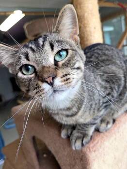Rescue Domestic Short Hair Cats for Adoption in Fort Ripley, Minnesota - Whiskey | PetCurious