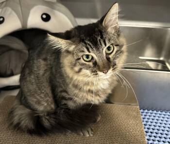 Zen -  Domestic Short Hair Cat for Adoption in Webster City, Iowa - Zen | PetCurious